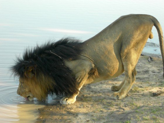 Africa 052